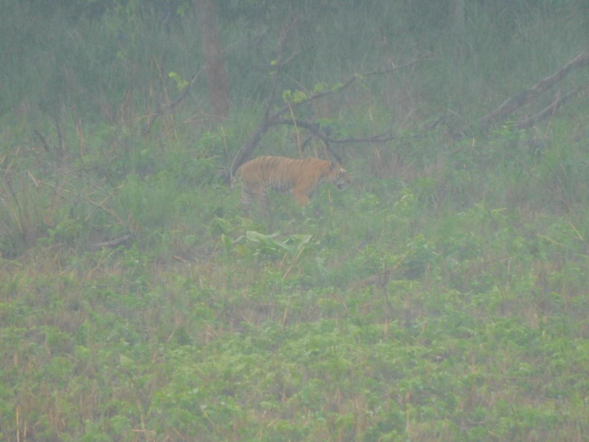 Chital Lodge Чітаван Екстер'єр фото