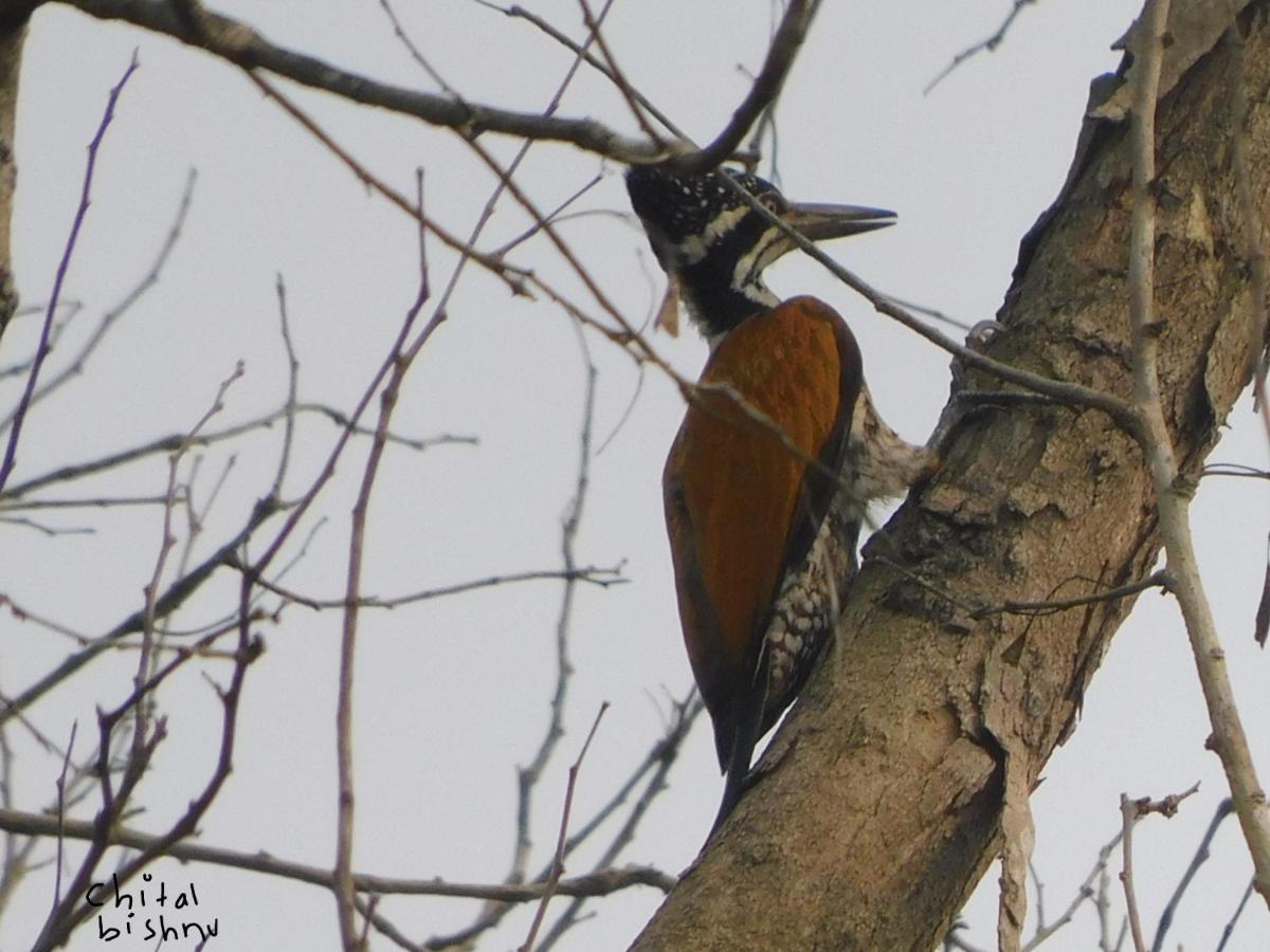 Chital Lodge Чітаван Екстер'єр фото