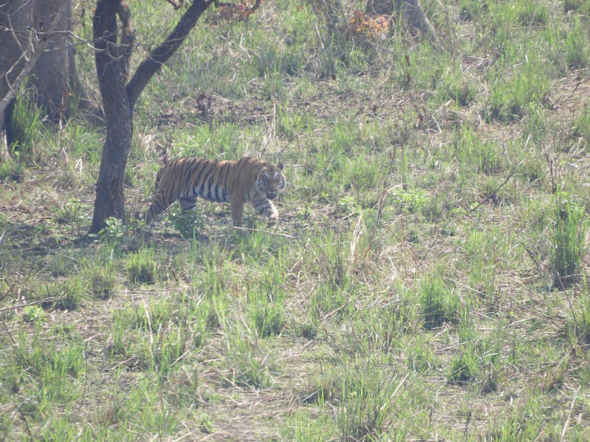 Chital Lodge Чітаван Екстер'єр фото