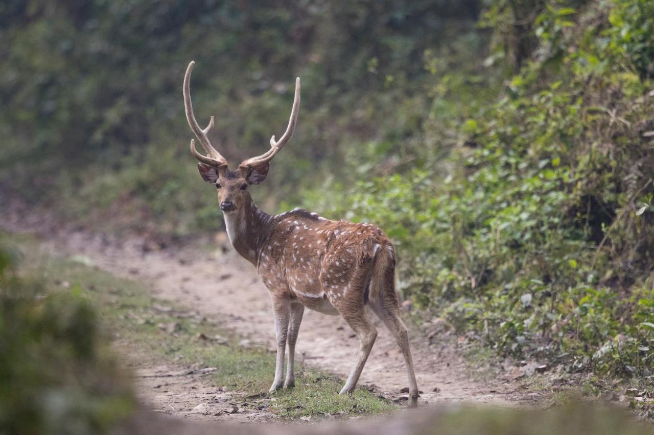 Chital Lodge Чітаван Екстер'єр фото